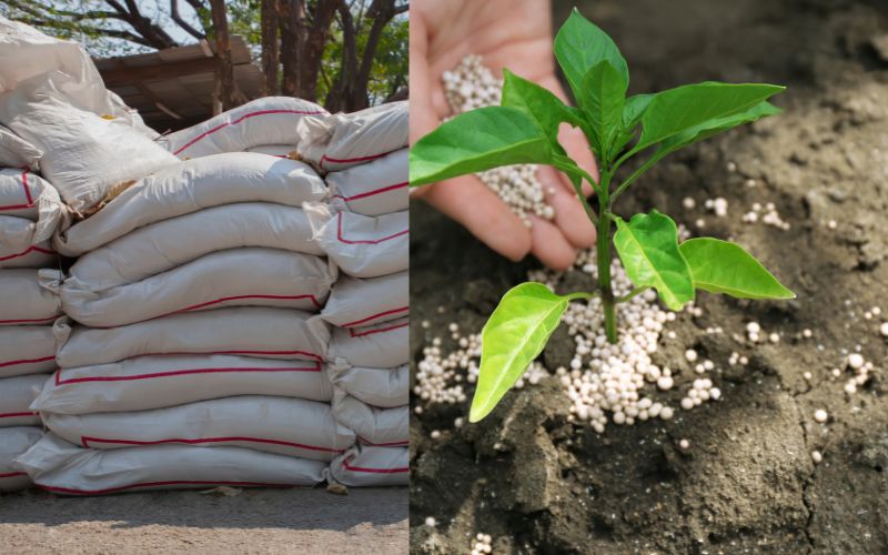 Kích thước bao bì PP đựng phân bón